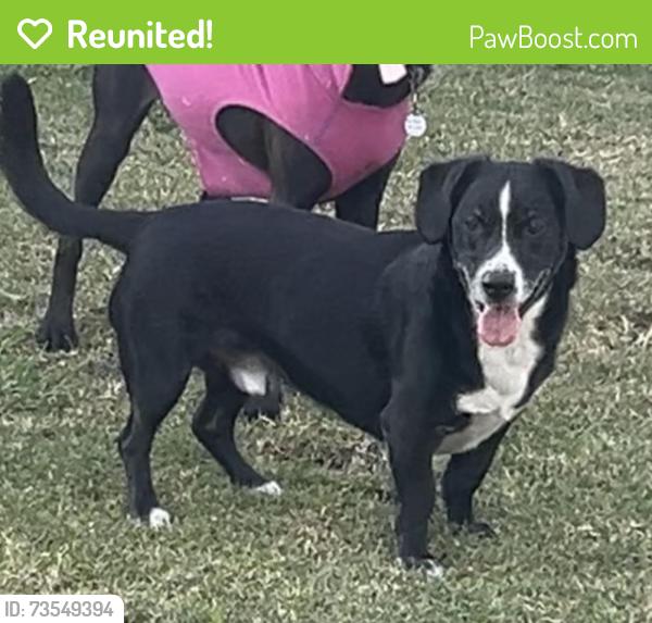 Reunited Male Dog last seen Bannister and winding, Fair Oaks, CA 95628