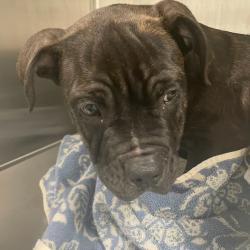 Shelter Stray Male Dog last seen Near E Pioneer Road, DES MOINES, IA, 50320, Des Moines, IA 50313