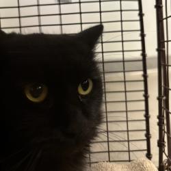 Shelter Stray Unknown Cat last seen Near Williams Street, DES MOINES, IA, 50317, Des Moines, IA 50313