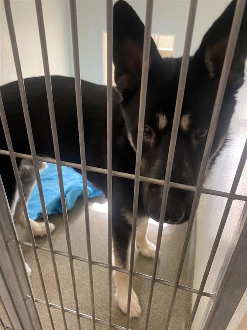 Shelter Stray Male Dog last seen NE 99th St & NE 7th Ave, VANCOUVER, WA, 98665, 1100 NE 192nd Ave, Vancouver, WA 98684, USA