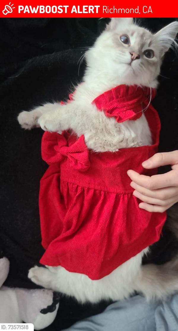Lost Female Cat last seen Costa Ave, 23rd St and Rheem Ave, Richmond, California, 94806, Richmond, CA 94806
