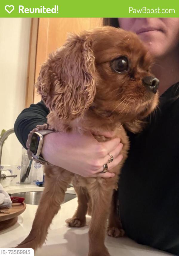 Reunited Male Dog last seen 18th Street NW, Washington, DC 20010