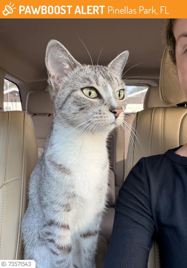 Found/Stray Unknown Cat last seen 56th St North, Pinellas Park, FL 33781