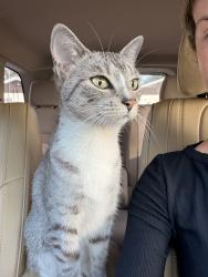 Found/Stray Unknown Cat last seen 56th St North, Pinellas Park, FL 33781