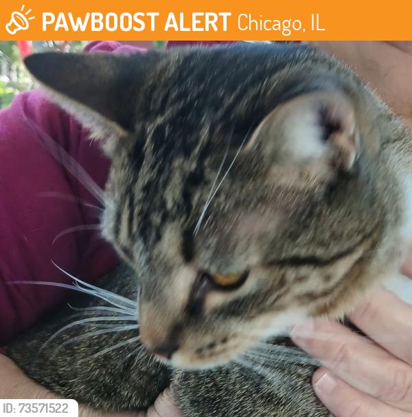 Found/Stray Unknown Cat last seen Kostner and Dickens, Chicago, IL 60639