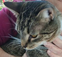Found/Stray Unknown Cat last seen Kostner and Dickens, Chicago, IL 60639