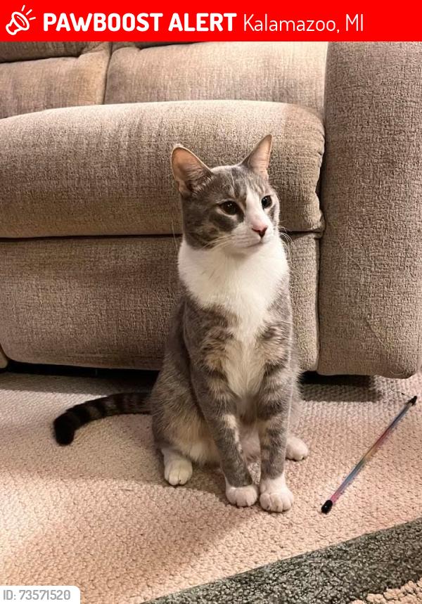 Lost Male Cat last seen Douglas Ave and W Paterson St, Kalamazoo, MI 49007