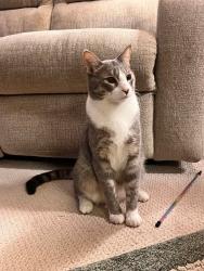 Lost Male Cat last seen Douglas Ave and W Paterson St, Kalamazoo, MI 49007