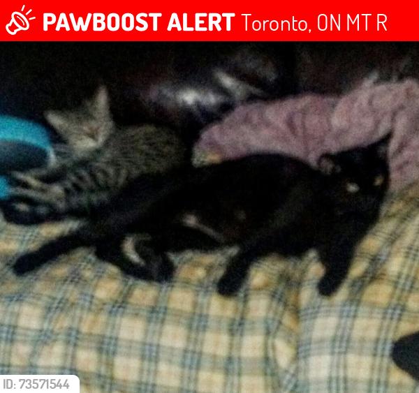 Lost Unknown Cat last seen allanford, Toronto, ON M1T 2R4