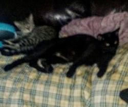 Lost Unknown Cat last seen allanford, Toronto, ON M1T 2R4