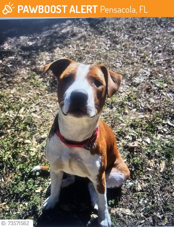 Found/Stray Female Dog last seen Humane Society, Pensacola, FL 32505