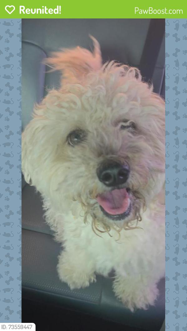 Reunited Male Dog last seen Park row & 360, Arlington, TX 76010