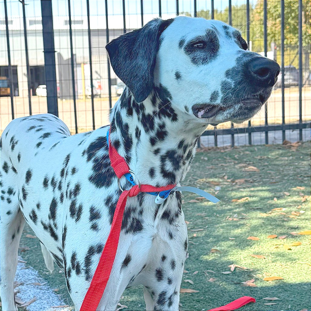 Shelter Stray Male Dog last seen , 2350 Appling City Cove, Memphis, TN 38133, USA