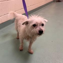 Shelter Stray Female Dog last seen , 2350 Appling City Cove, Memphis, TN 38133, USA