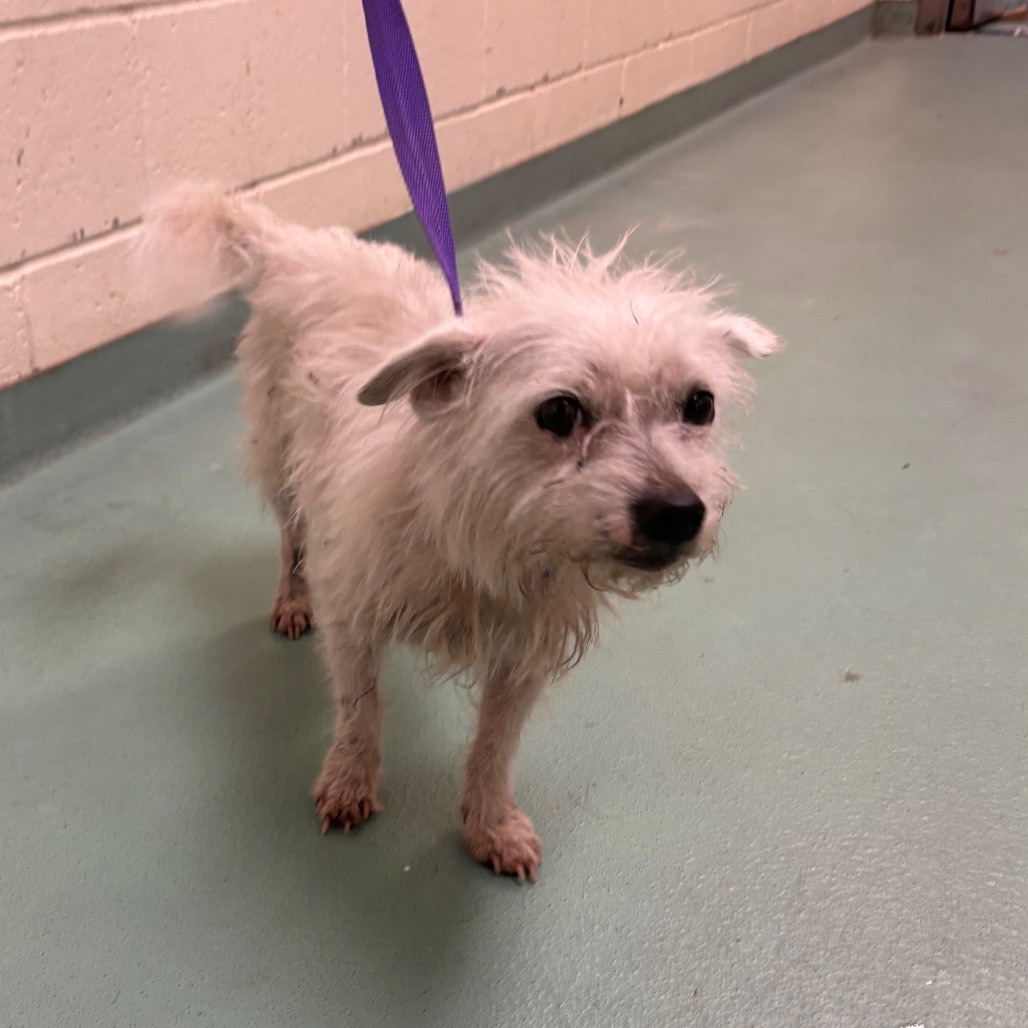 Shelter Stray Female Dog last seen , 2350 Appling City Cove, Memphis, TN 38133, USA