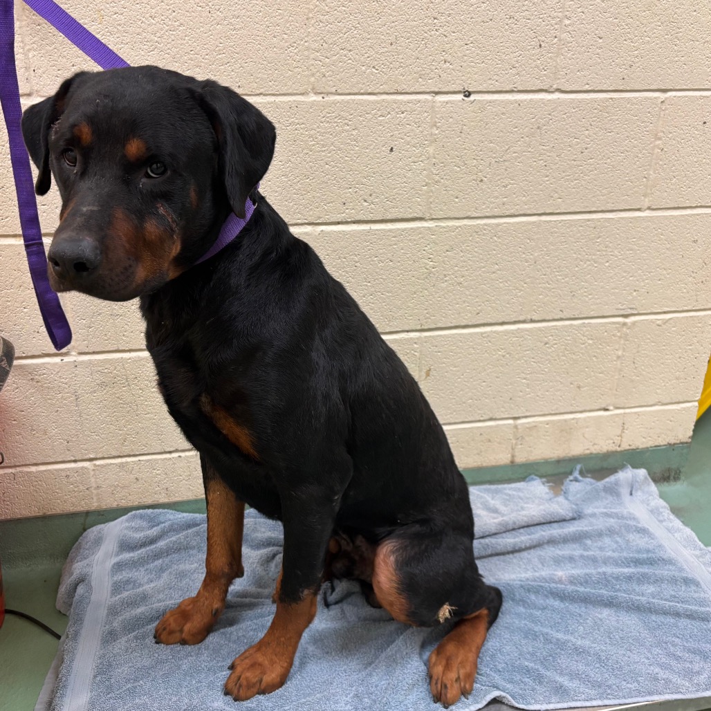 Shelter Stray Male Dog last seen , 2350 Appling City Cove, Memphis, TN 38133, USA