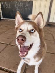 Lost Male Dog last seen 50th and 179, Lubbock, TX 79407