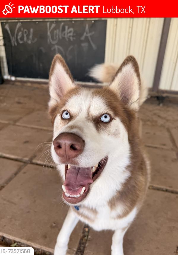 Lost Male Dog last seen 50th and 179, Lubbock, TX 79407