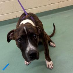 Shelter Stray Male Dog last seen , 2350 Appling City Cove, Memphis, TN 38133, USA