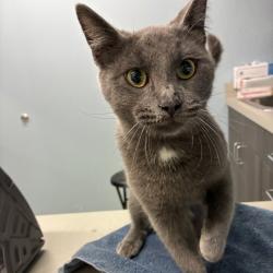 Shelter Stray Male Cat last seen , 1013 Garfield St, Oak Park, IL 60304, USA