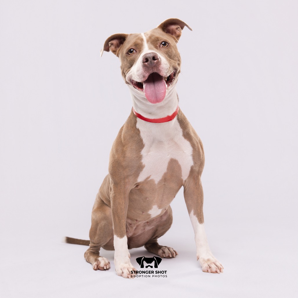 Shelter Stray Female Dog last seen , 3607 N Armenia Ave, Tampa, FL 33607, USA