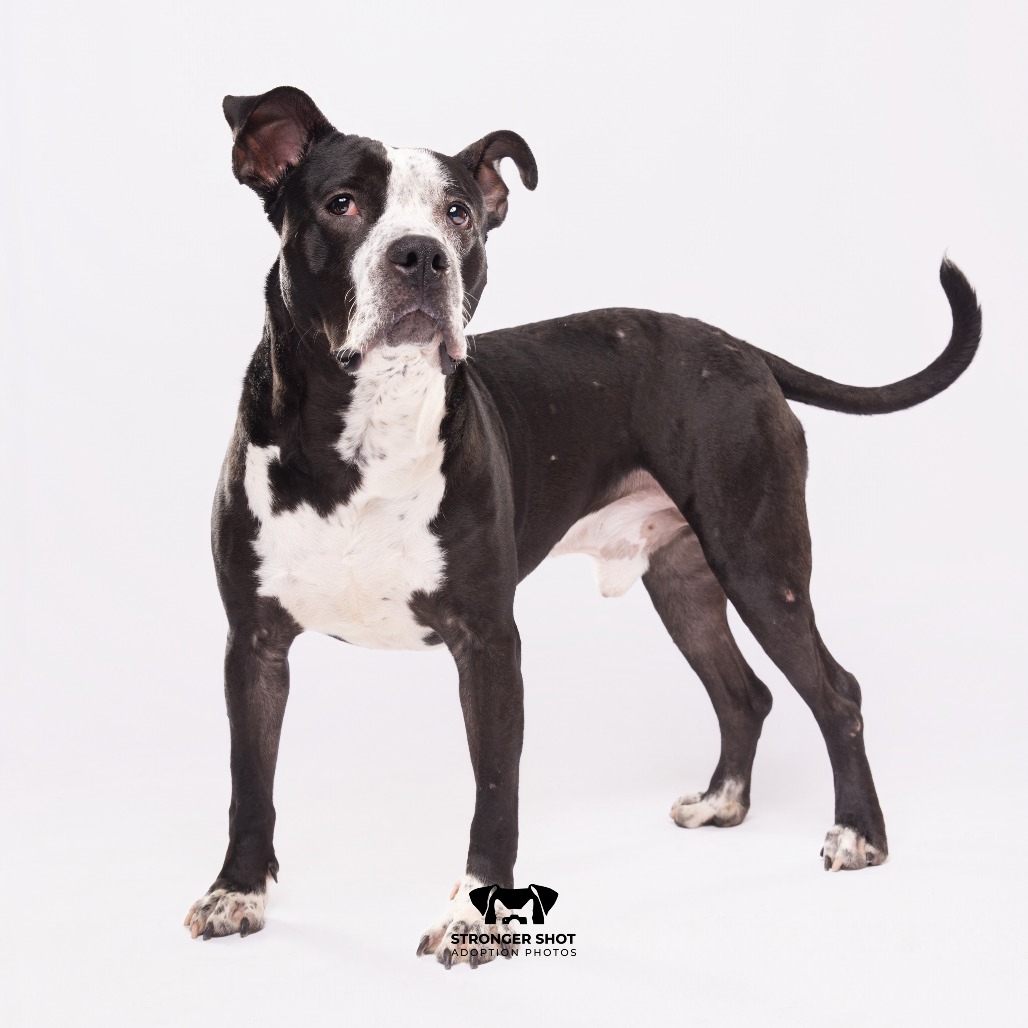 Shelter Stray Male Dog last seen , 3607 N Armenia Ave, Tampa, FL 33607, USA