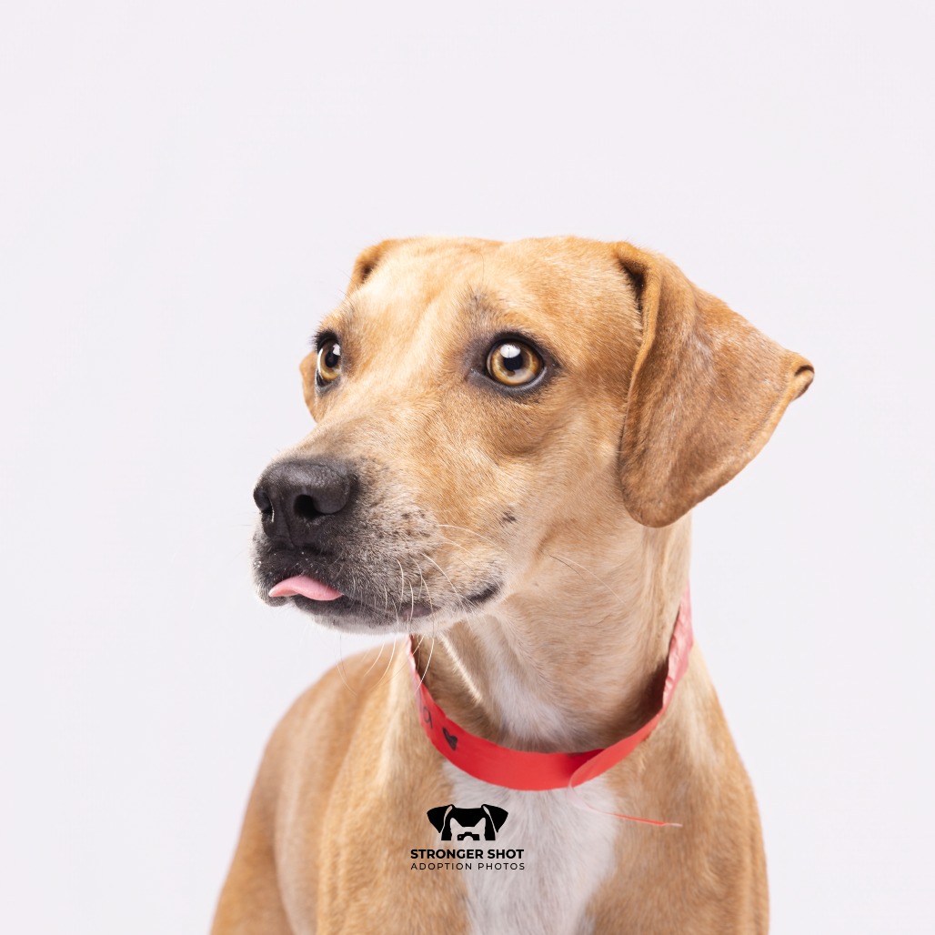 Shelter Stray Female Dog last seen , 3607 N Armenia Ave, Tampa, FL 33607, USA