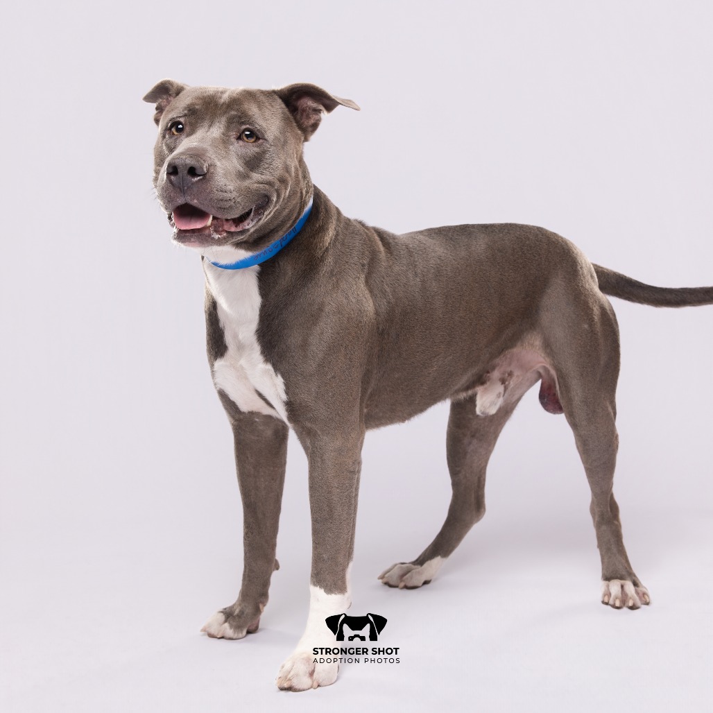 Shelter Stray Male Dog last seen , 3607 N Armenia Ave, Tampa, FL 33607, USA