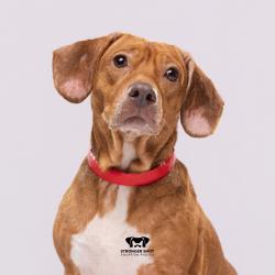 Shelter Stray Female Dog last seen , 3607 N Armenia Ave, Tampa, FL 33607, USA