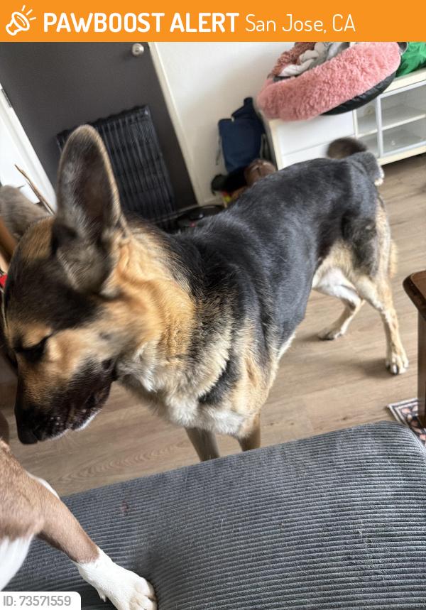 Found/Stray Male Dog last seen del monte park, San Jose, CA 95112