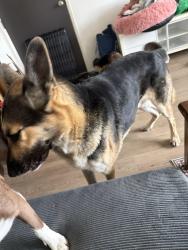 Found/Stray Male Dog last seen del monte park, San Jose, CA 95112