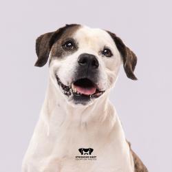 Shelter Stray Male Dog last seen , 3607 N Armenia Ave, Tampa, FL 33607, USA