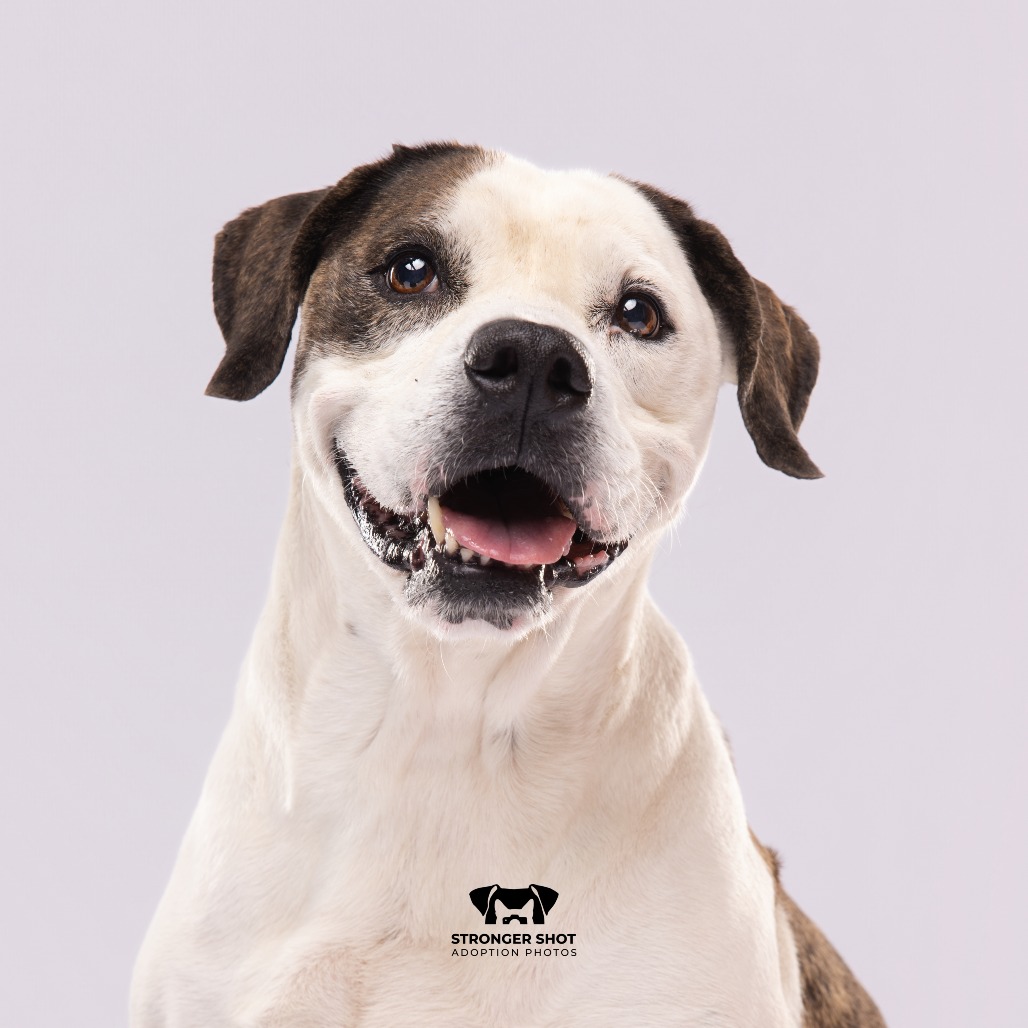 Shelter Stray Male Dog last seen , 3607 N Armenia Ave, Tampa, FL 33607, USA