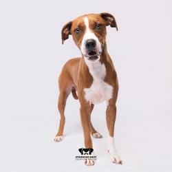 Shelter Stray Male Dog last seen , 3607 N Armenia Ave, Tampa, FL 33607, USA