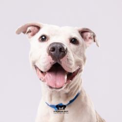 Shelter Stray Male Dog last seen , 3607 N Armenia Ave, Tampa, FL 33607, USA
