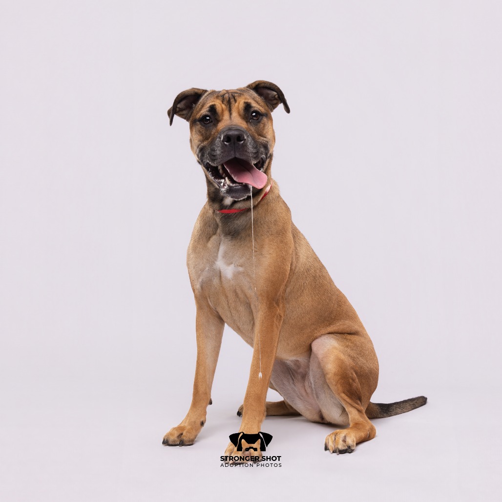Shelter Stray Female Dog last seen , 3607 N Armenia Ave, Tampa, FL 33607, USA