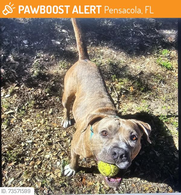 Found/Stray Male Dog last seen Humane Society, Pensacola, FL 32505