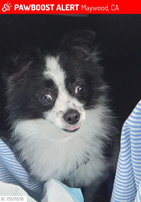 Lost Male Dog last seen Randolph, King, Maywood, CA 90270