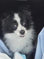Lost Male Dog last seen Randolph, King, Maywood, CA 90270