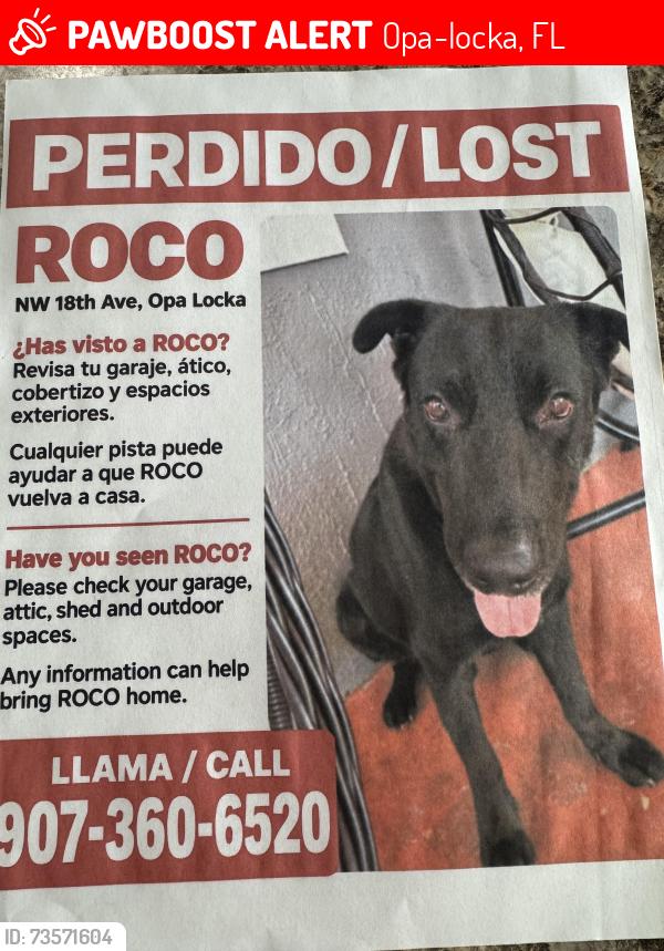 Lost Male Dog last seen Opa loka, Opa-locka, FL 33054