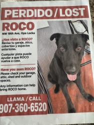 Lost Male Dog last seen Opa loka, Opa-locka, FL 33054