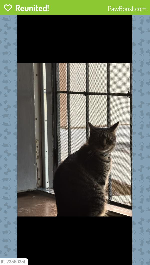 Reunited Male Cat last seen Branham street, San Jose, CA 95136