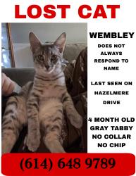 Lost Male Cat last seen Near hazelmere drive, Galloway, OH 43119