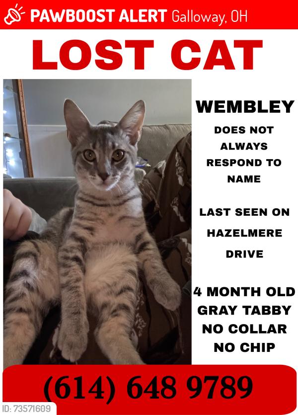 Lost Male Cat last seen Near hazelmere drive, Galloway, OH 43119