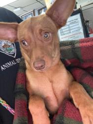 Shelter Stray Male Dog last seen Near French Camp Turnpike, Stockton, CA 95206, USA, 1575 S Lincoln St, Stockton, CA 95206, USA