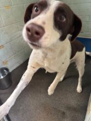 Shelter Stray Male Dog last seen Near Acampo Rd, Acampo, CA 95220, USA, 1575 S Lincoln St, Stockton, CA 95206, USA