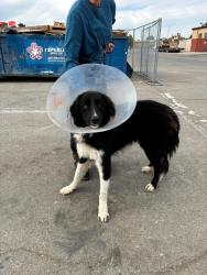 Shelter Stray Male Dog last seen Near Alpine Rd, Stockton, CA 95212, USA, 1575 S Lincoln St, Stockton, CA 95206, USA