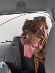 Shelter Stray Female Dog last seen Near William Ct, Stockton, CA 95204, USA, 1575 S Lincoln St, Stockton, CA 95206, USA
