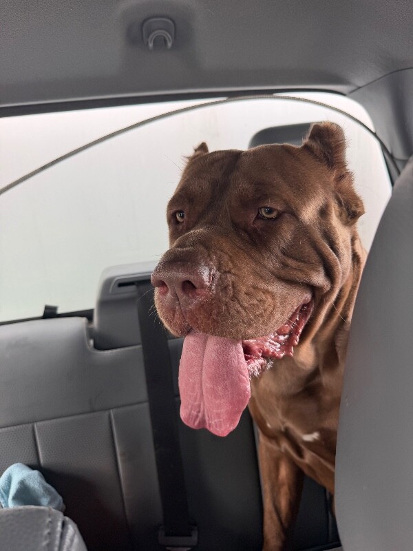 Shelter Stray Female Dog last seen Near William Ct, Stockton, CA 95204, USA, 1575 S Lincoln St, Stockton, CA 95206, USA