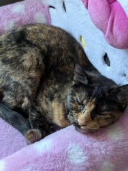 Lost Female Cat last seen W KING ST AND S 5TH AVE YAKIMA, Yakima, WA 98902